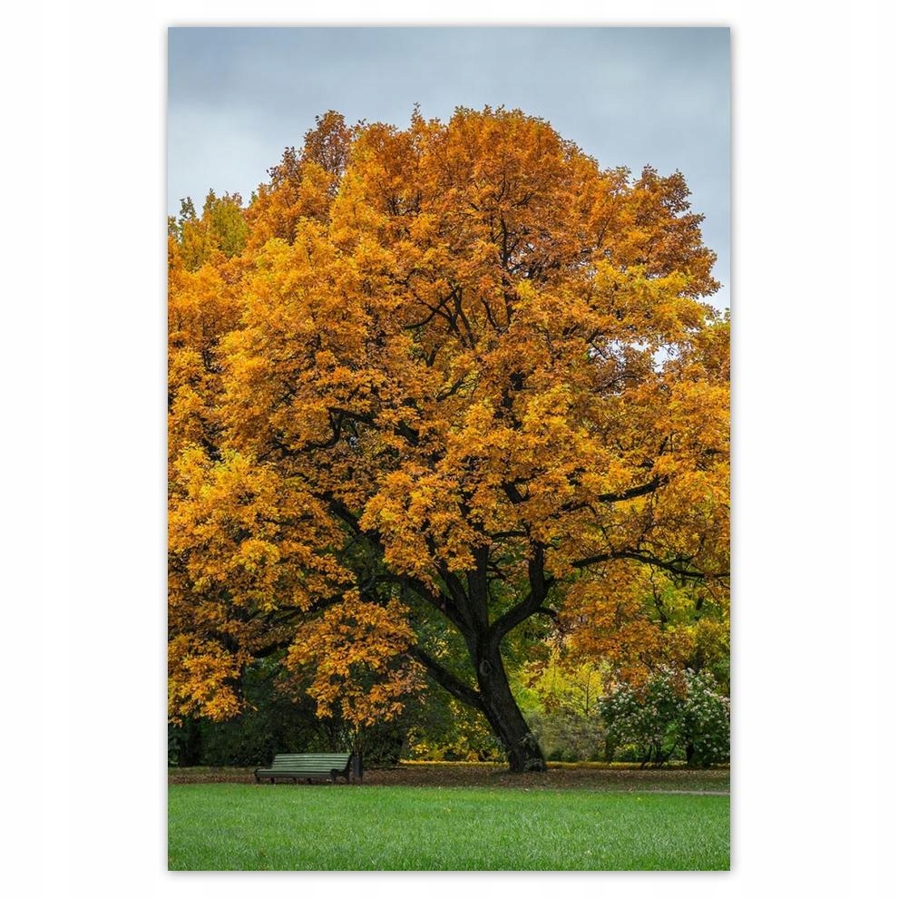 

Plakaty 40x60 Drzewo