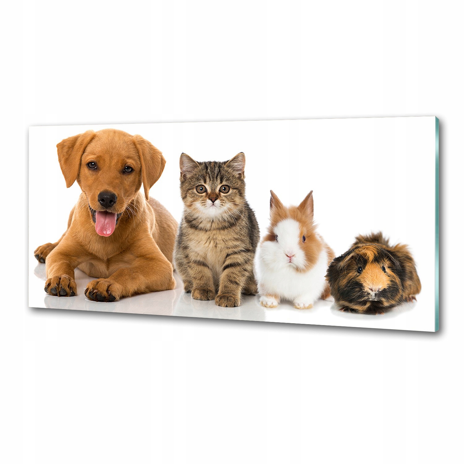 Dekorativní panel sklo Pes a kočka 125 x 50 cm Lepidlo