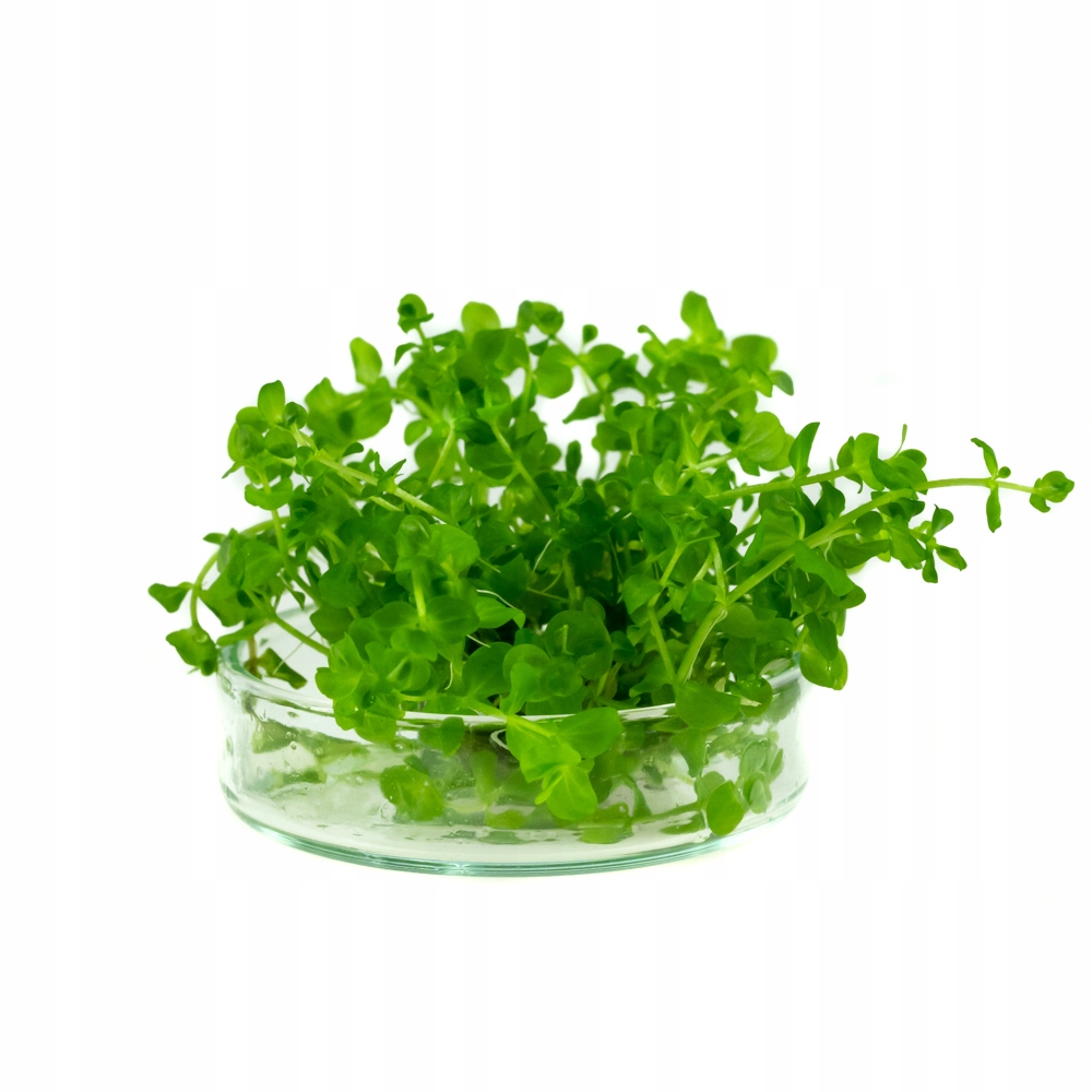 Micranthemum Umbrosum круглолистный in vitro