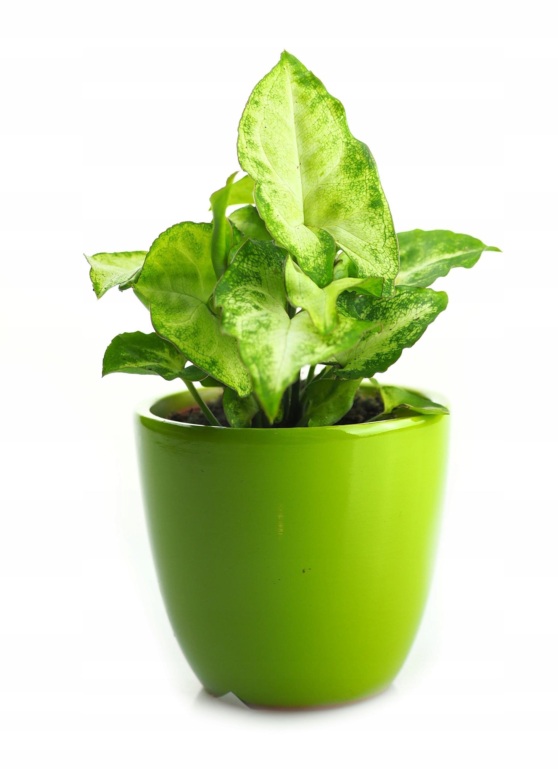 

Doniczka osłonka do roślin szer. 6cm Zielona