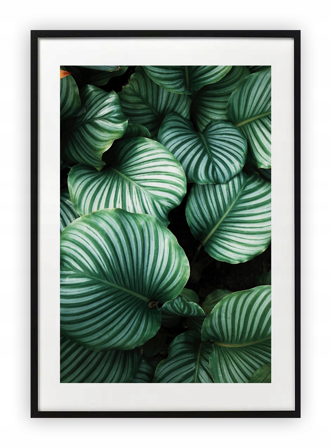 

Plakat 30x40 cm Monstera Roślina