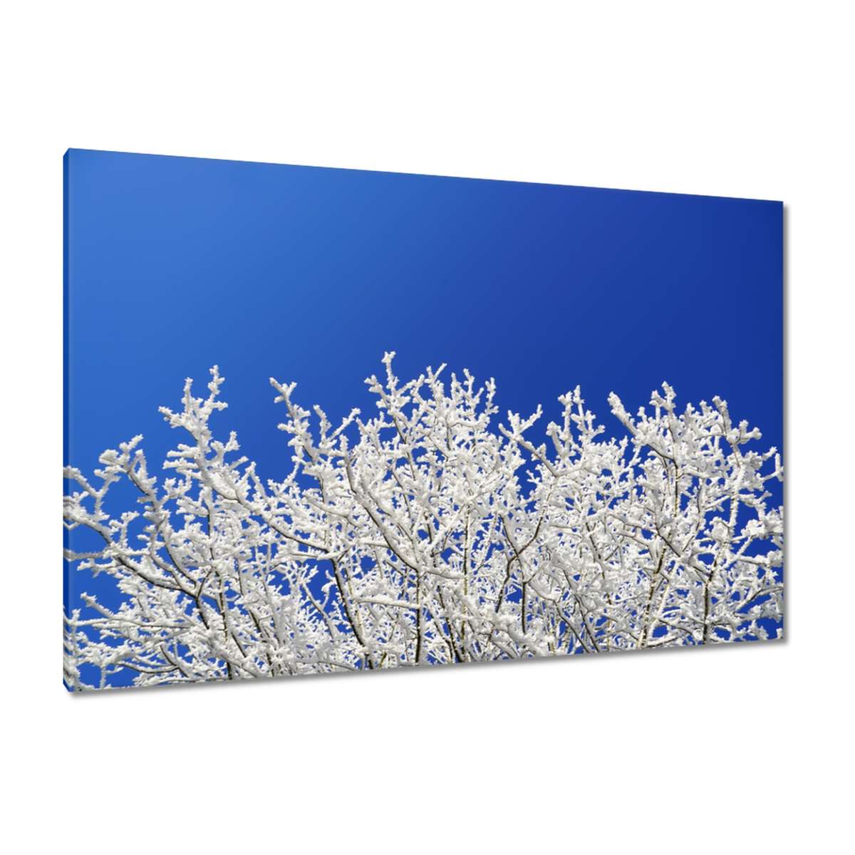 Obrazy 120x80 Zimní strom Mráz Sníh