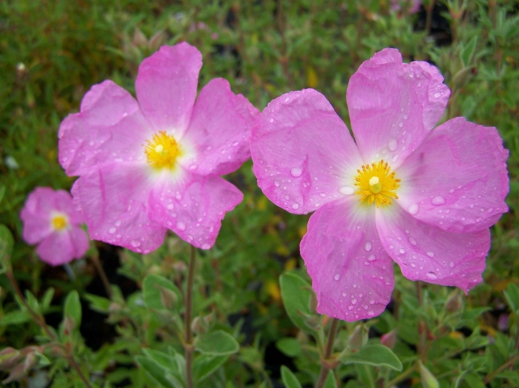 ZIAJA JEJU CZARNA MASKA DO TWARZY NIEDOSKONAŁOŚCI Działanie przeciw niedoskonałościom