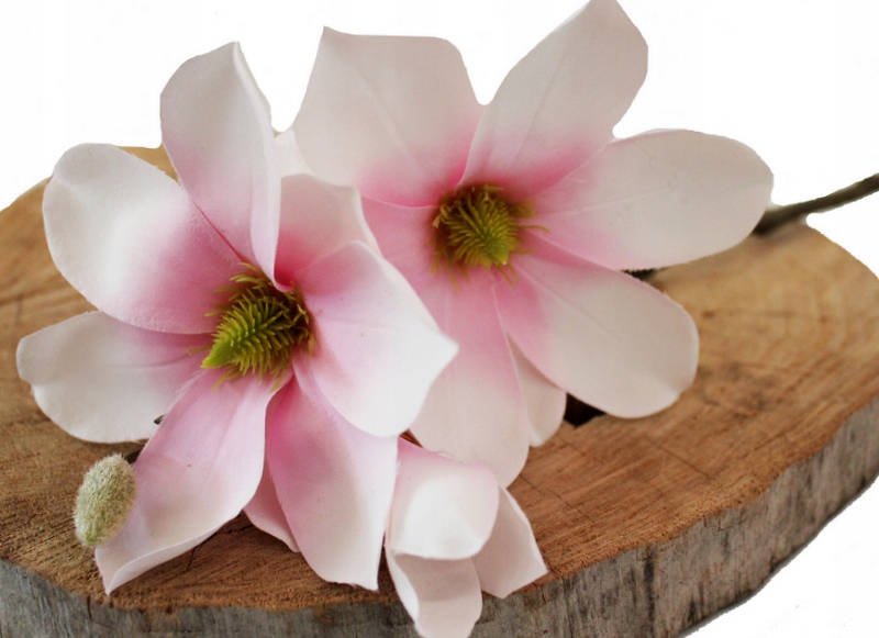 

Magnolia Gałązka Chłodny Róż/ecru