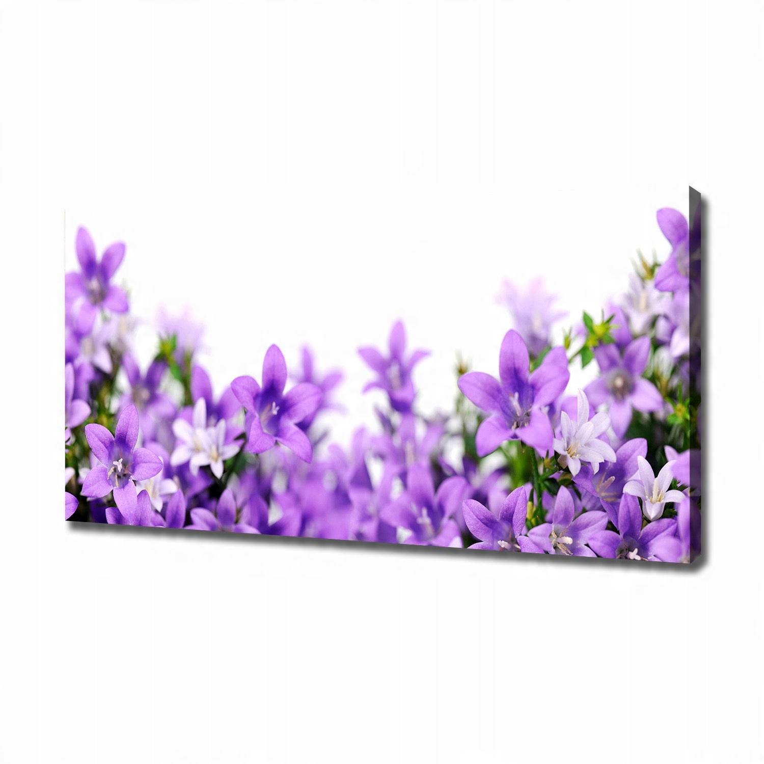 

Foto obraz na płótnie Fioletowe dzwonki 120x60 cm