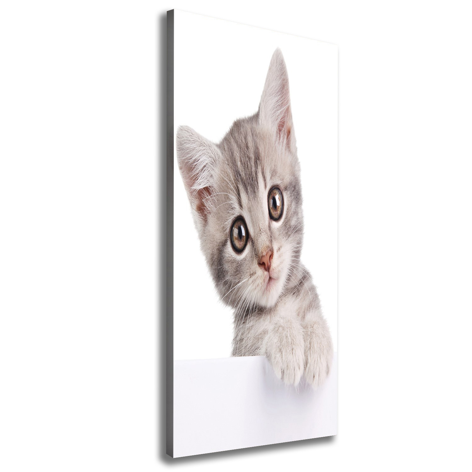 

Foto obraz na płótnie do salonu Szary kot 50x125cm