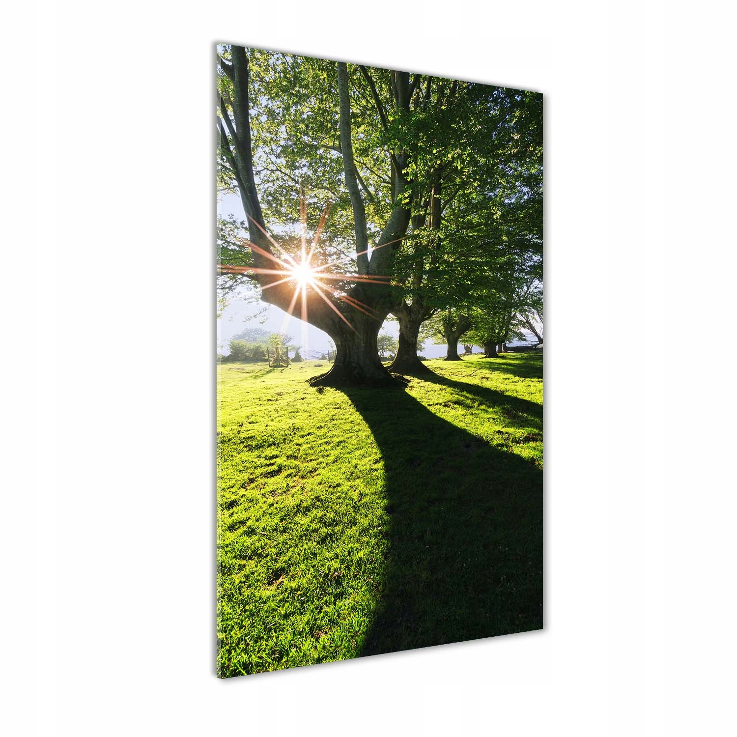 

Nowoczesny obraz zdjęcie na akrylu Park 50x100cm