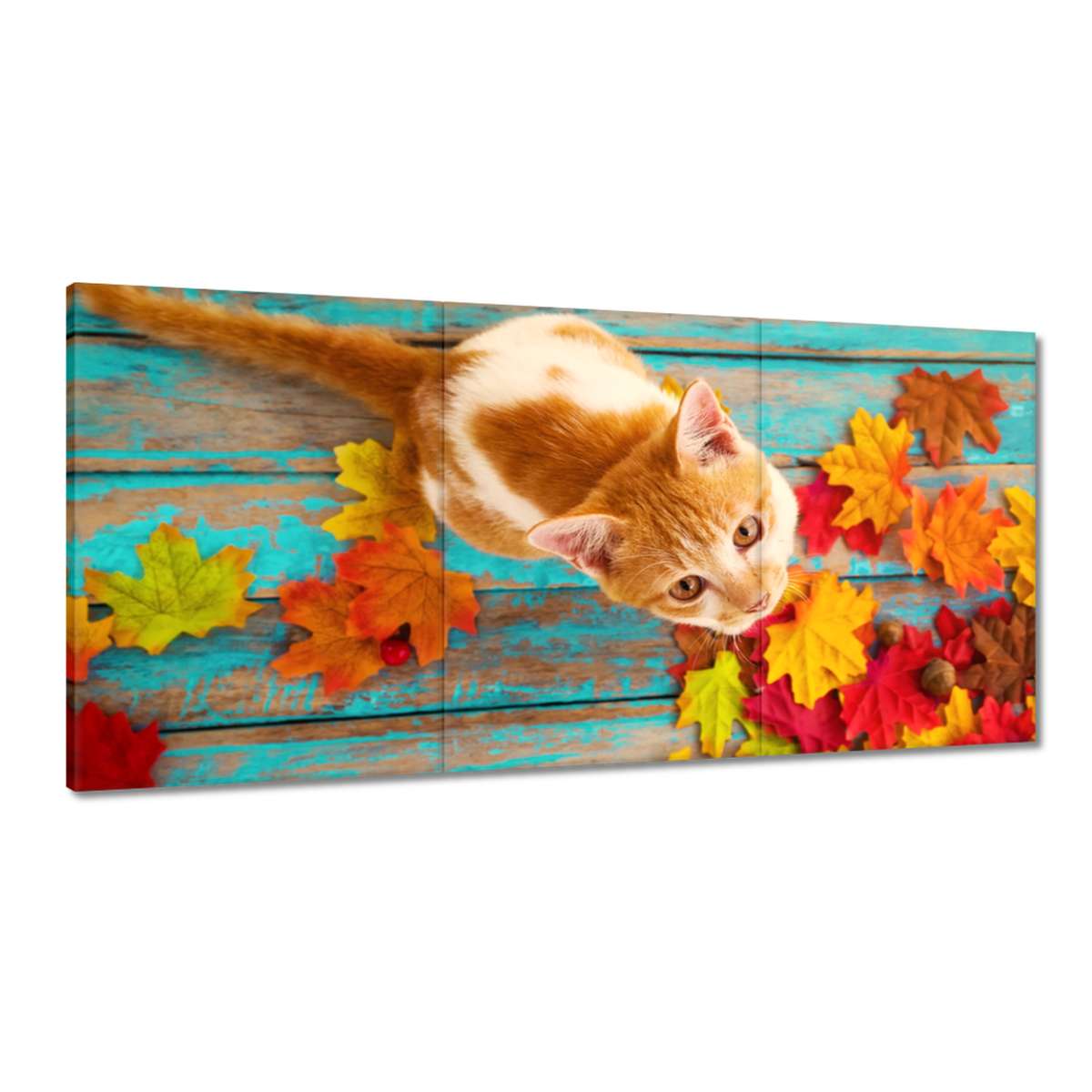 Obrazy 180x90 Mačka Mačičky Mačky Mačiatko