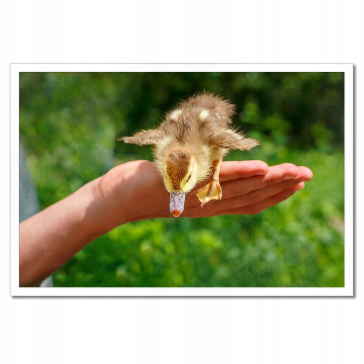 Plakáty v rámu 60x40 Kačenka