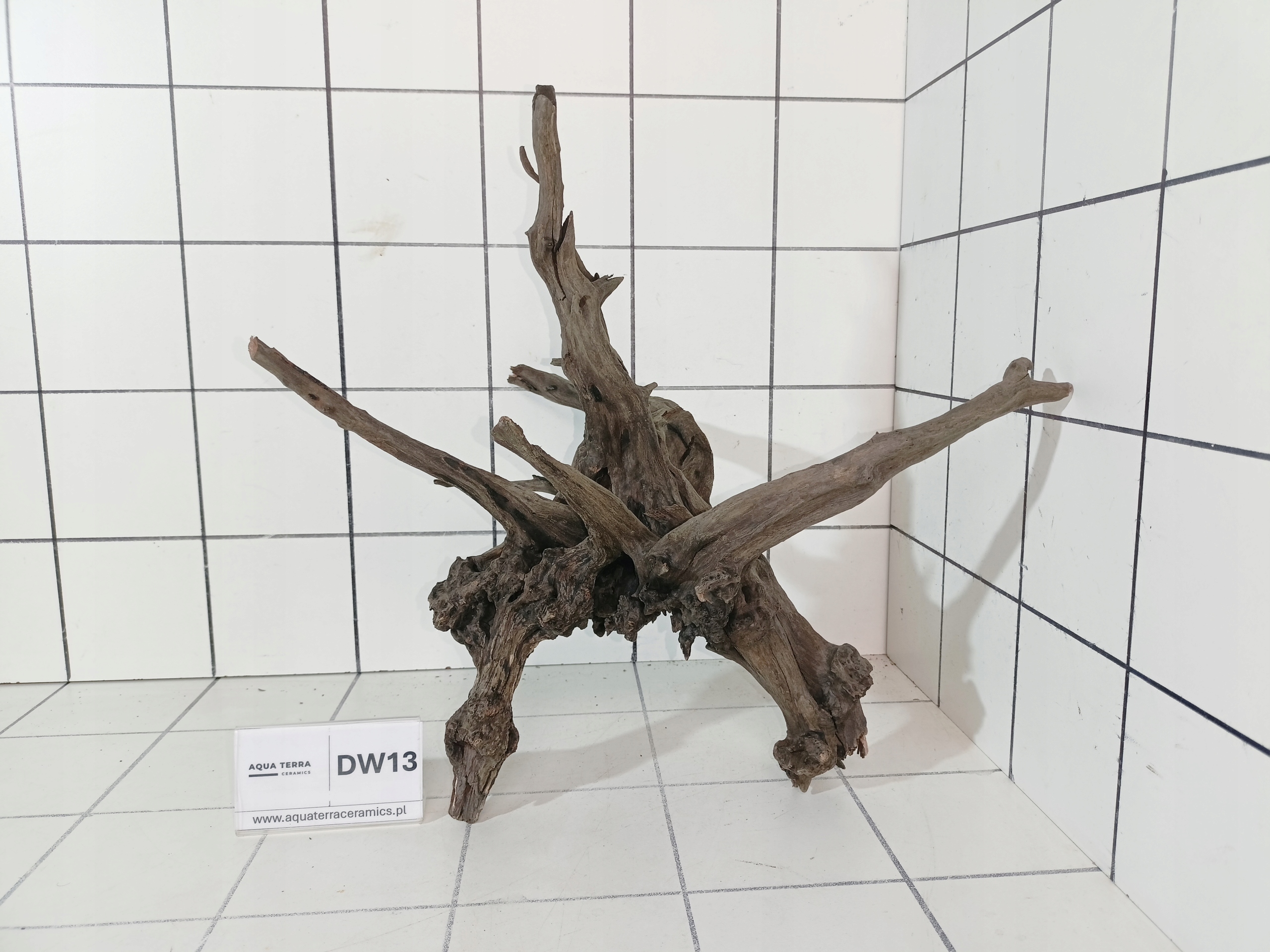Korzeń Premium Spider Wood 13 Naturalny Gotowy do Akwarium Terrarium Ozdoba