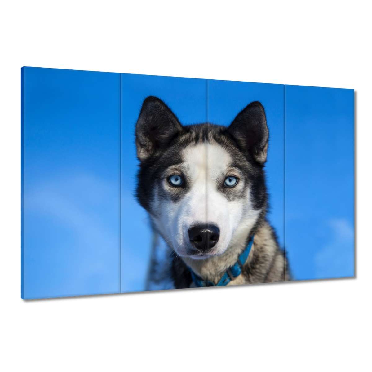 Obrazy 120x80 Husky