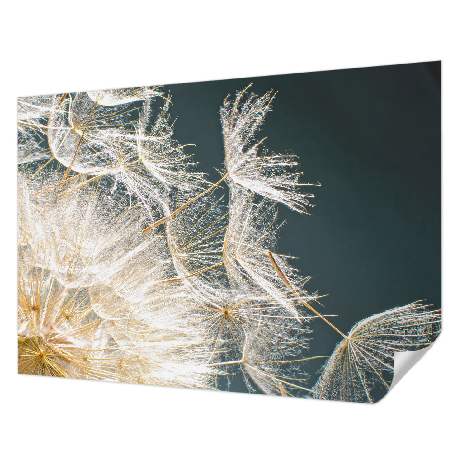 Fototapeta Samolepicí Rychlá Metamorfóza Pampeliška Lehkost 208 x 146 cm