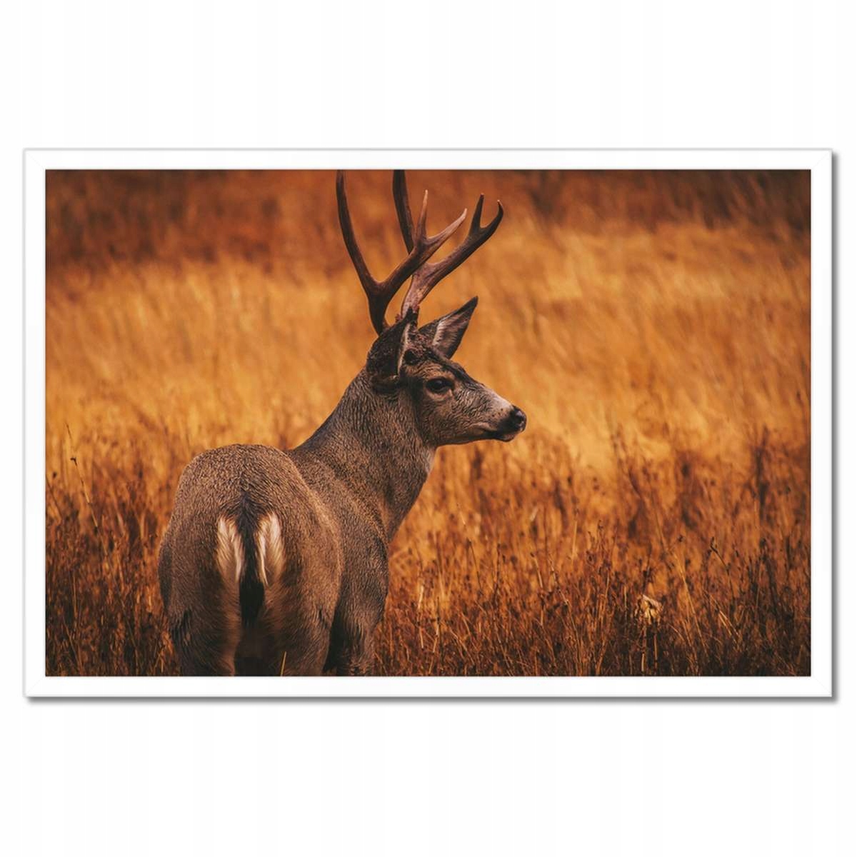 Plakáty v rámu 60x40 Jelen v přírodě Lov