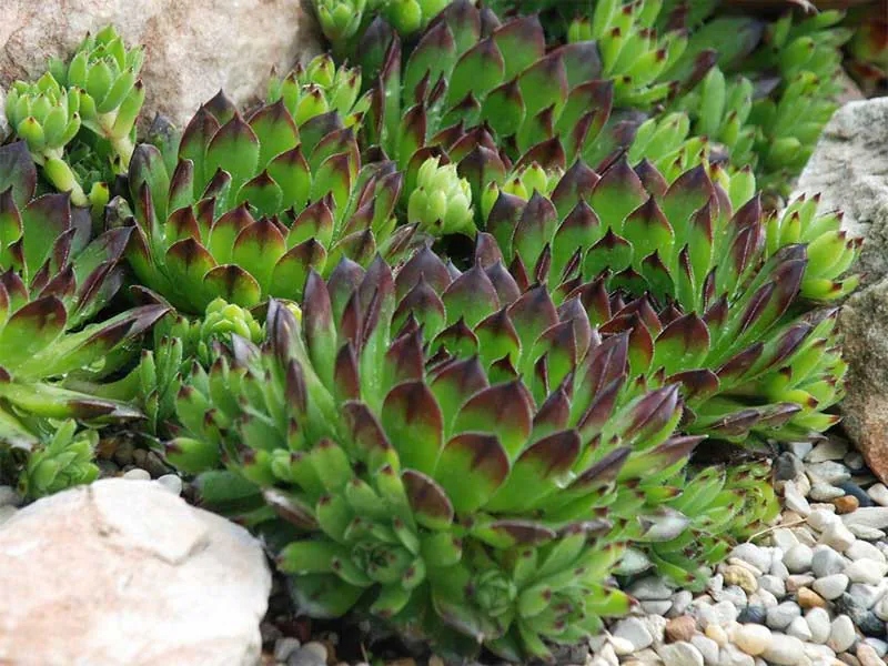 rojnik Reinhard - sempervivum
