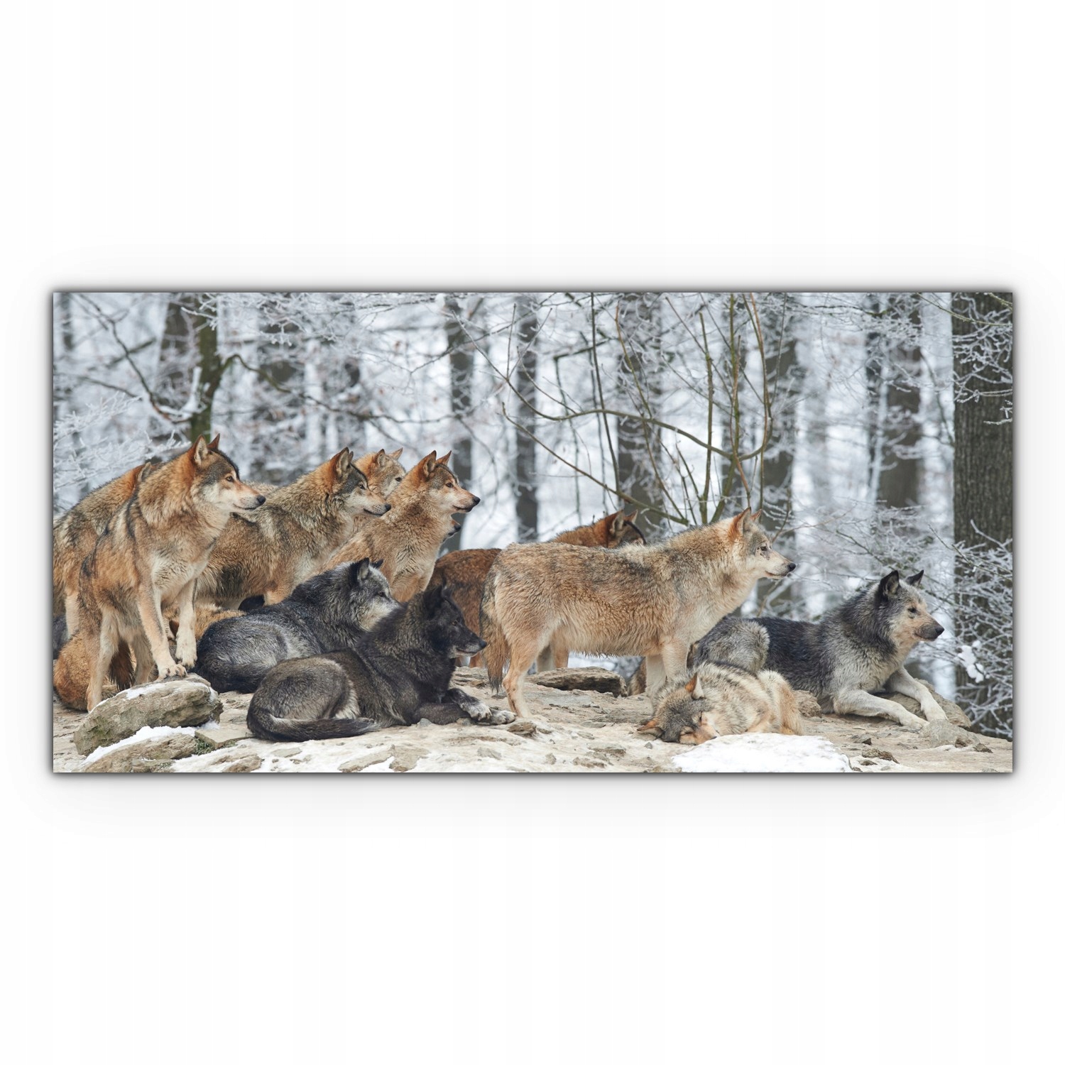 

Obraz canvas na ścianę 100x50 Dziki Wilk Śnieg Las