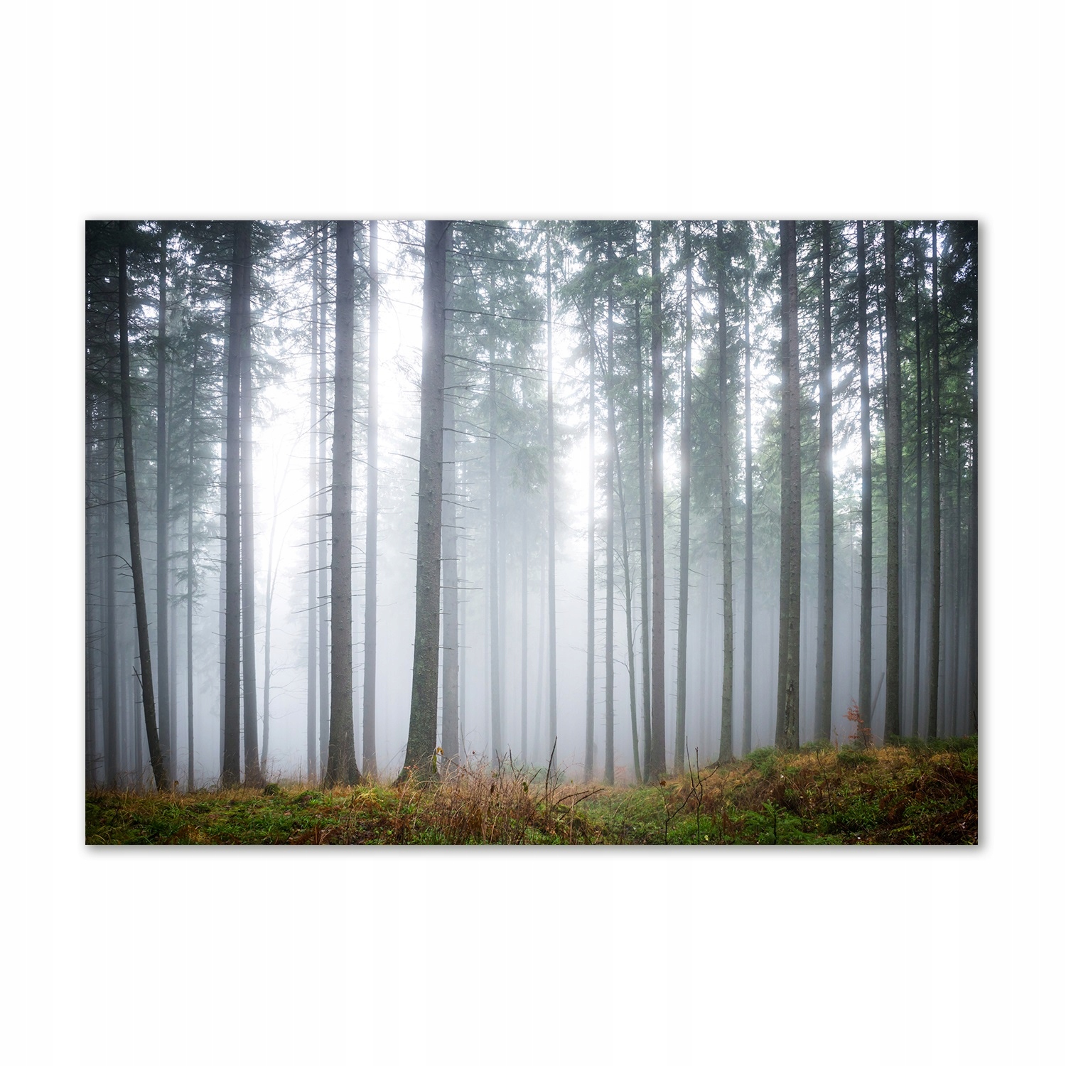 

Foto obraz szkło hartowane Mgła w lesie 100x70