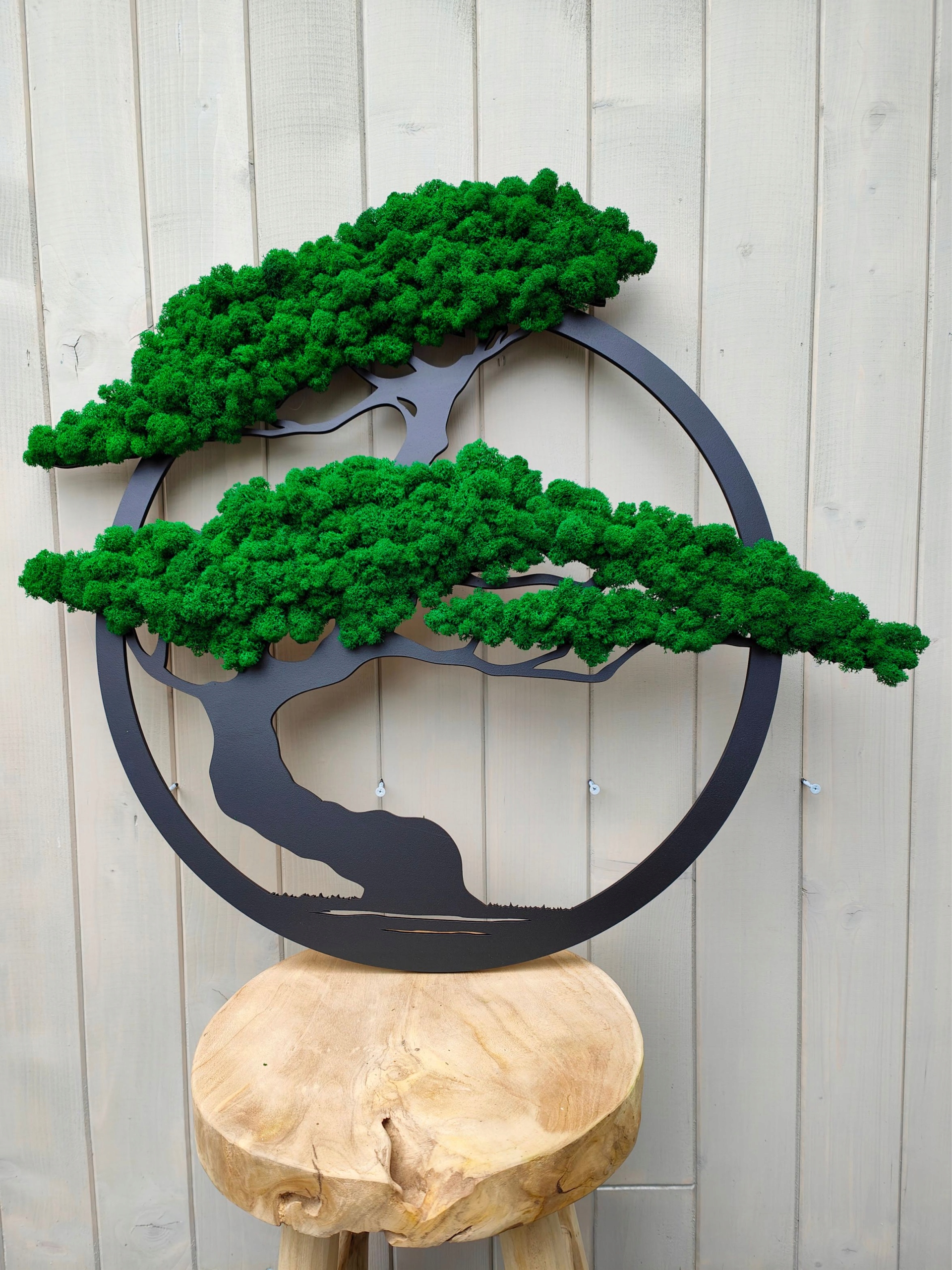 Bonsai z mchem chrobotkiem 56cm drzewo mech chrobotek NA SOLIDNEJ PŁYCIE Marka inna