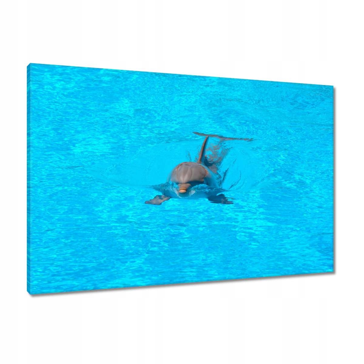 Obrazy 90x60 Delfín