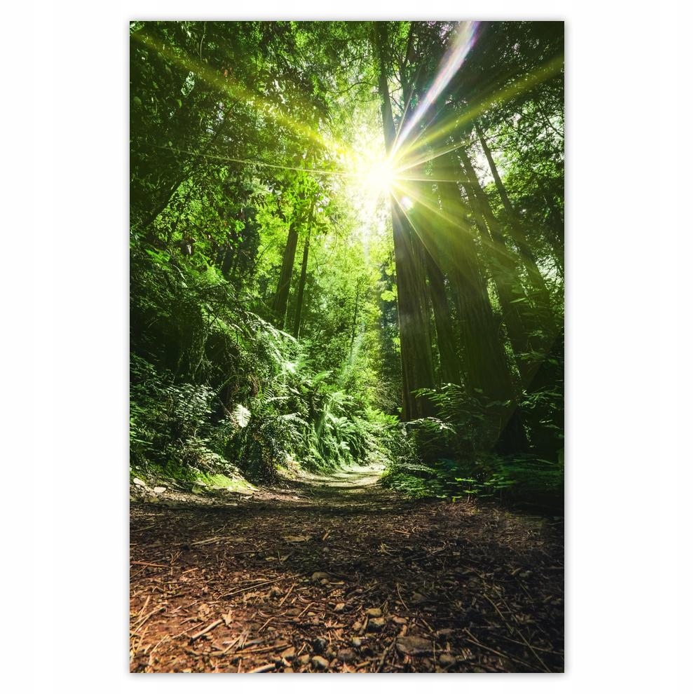 

Plakaty 40x60 Magiczny las Krajobraz