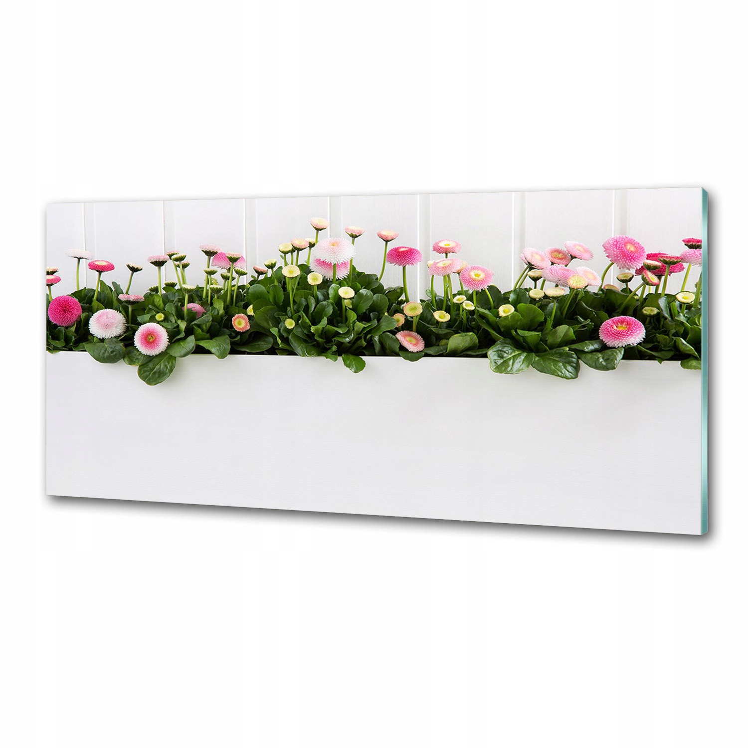 Panel do kuchyne Ružové sedmokrásky 125 x 50 cm Lepidlo