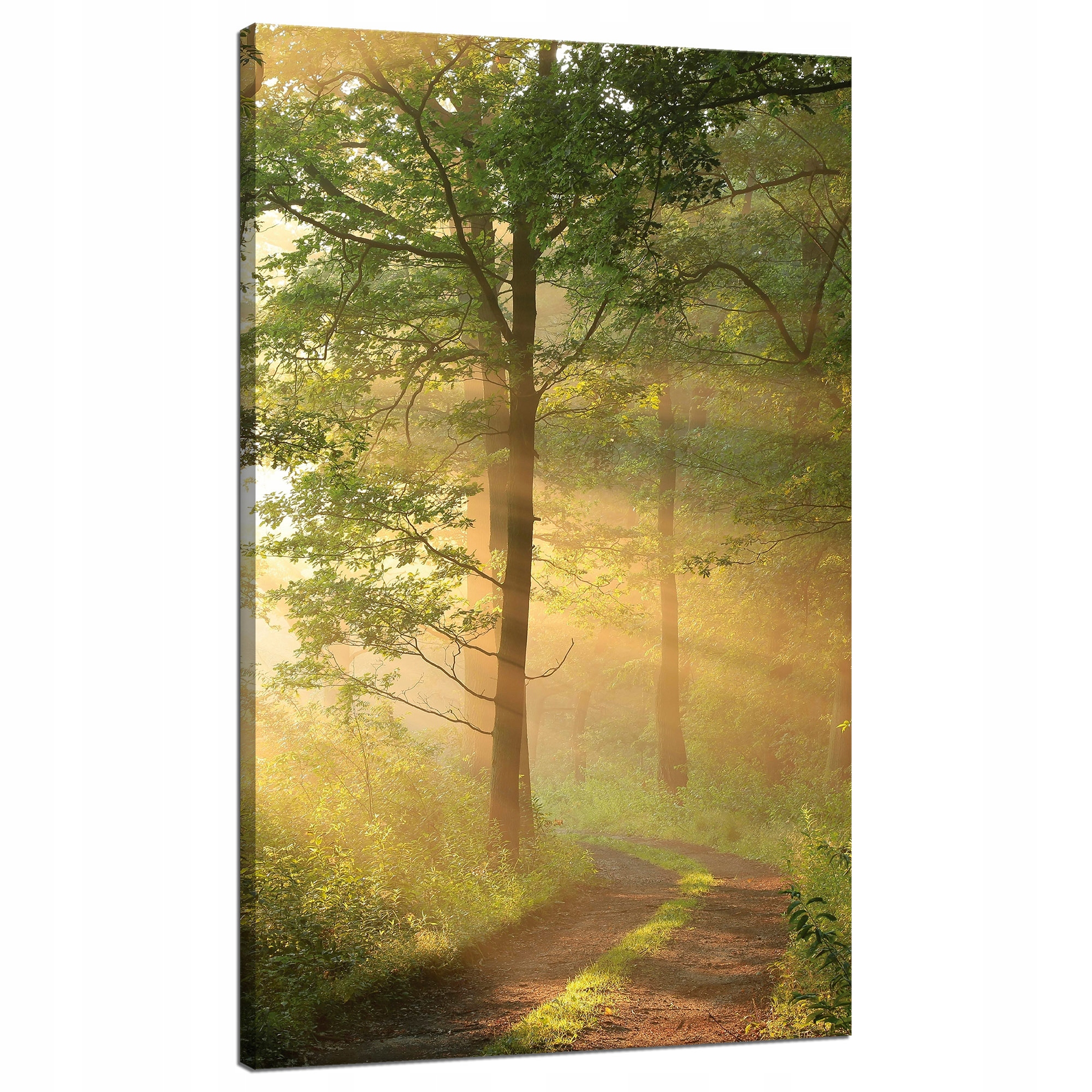 Obraz na plátně Světlo Slunce Les Stezka Příroda 70x120 cm