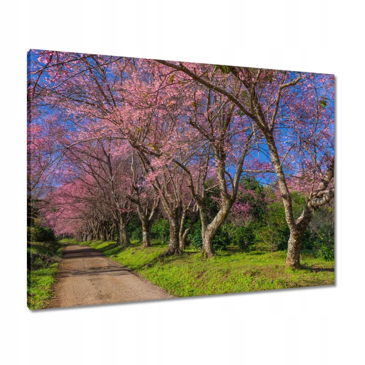 Obrazy 80x60 Kvetoucí višeň