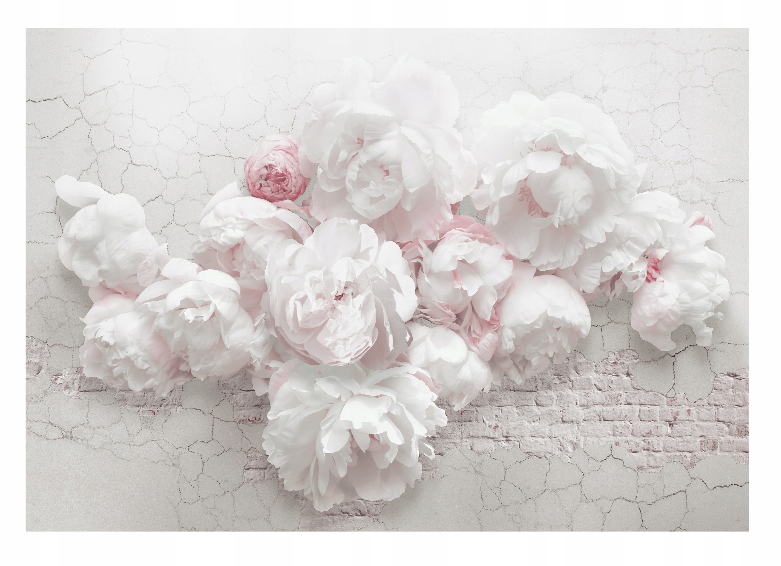 Fototapeta Květiny Pivoňky Beton Imitace 254x184