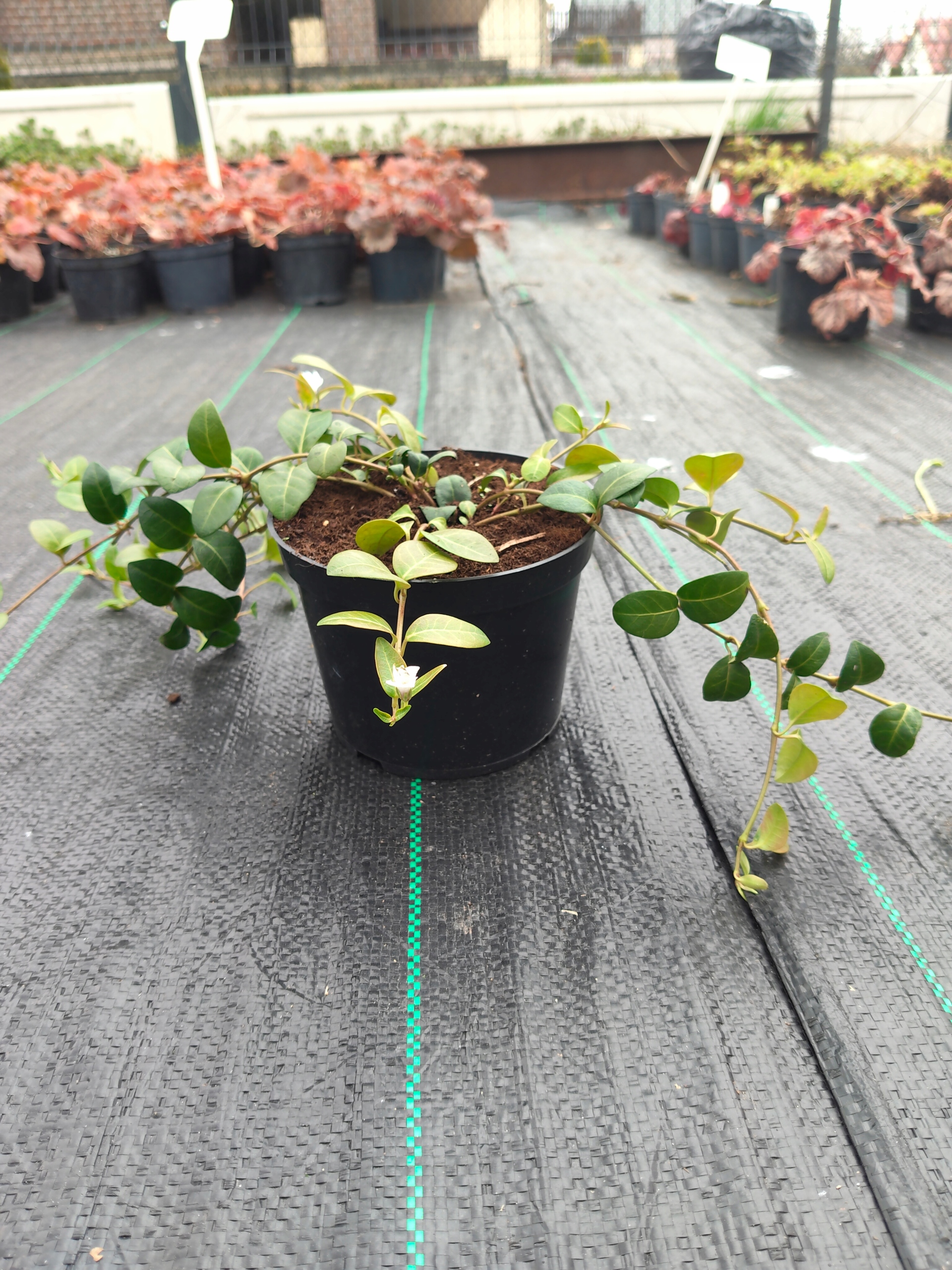 Barwinek pospolity Alba Rodzaj rośliny Inny