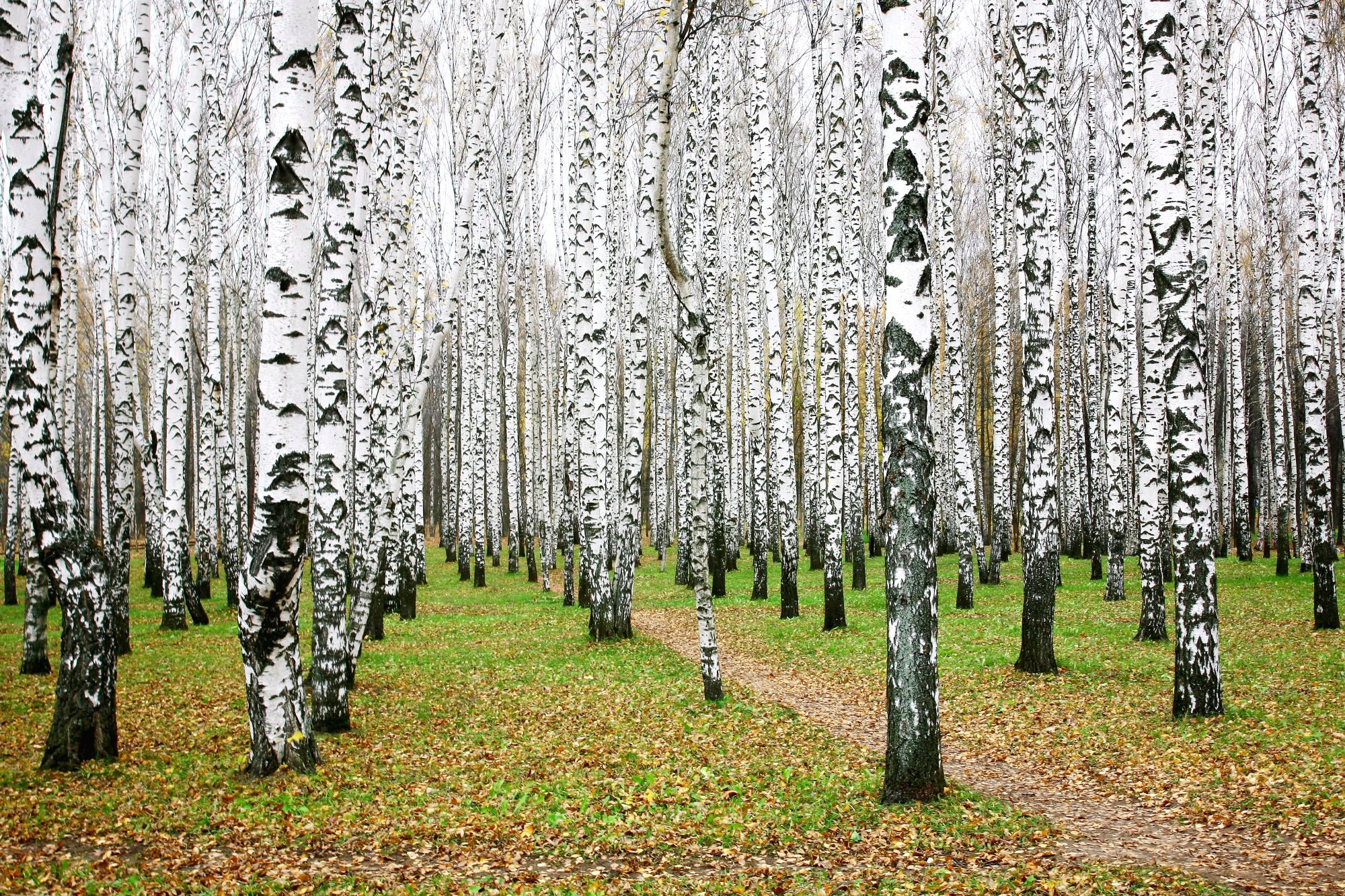 The grove of the dancing birches. Роща черных берез Белоруссии. Березовая роща. Берёза (город). Березы в Северной Америке.