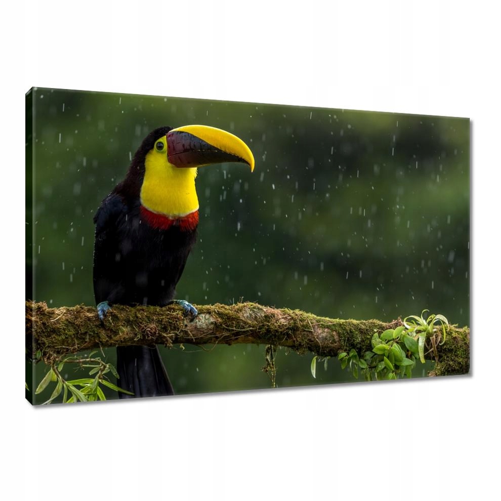 

Obrazy 90x60 Ptaki Ptaszki Ptactwo