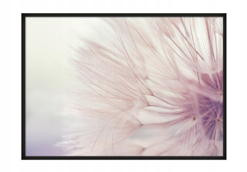 OBRAZ PLAKAT W RAMIE 53x73 cm Dmuchawce P707