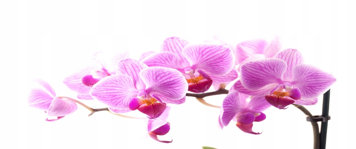 

Tapeta flizelinowa Różowa orchidea - 250x104