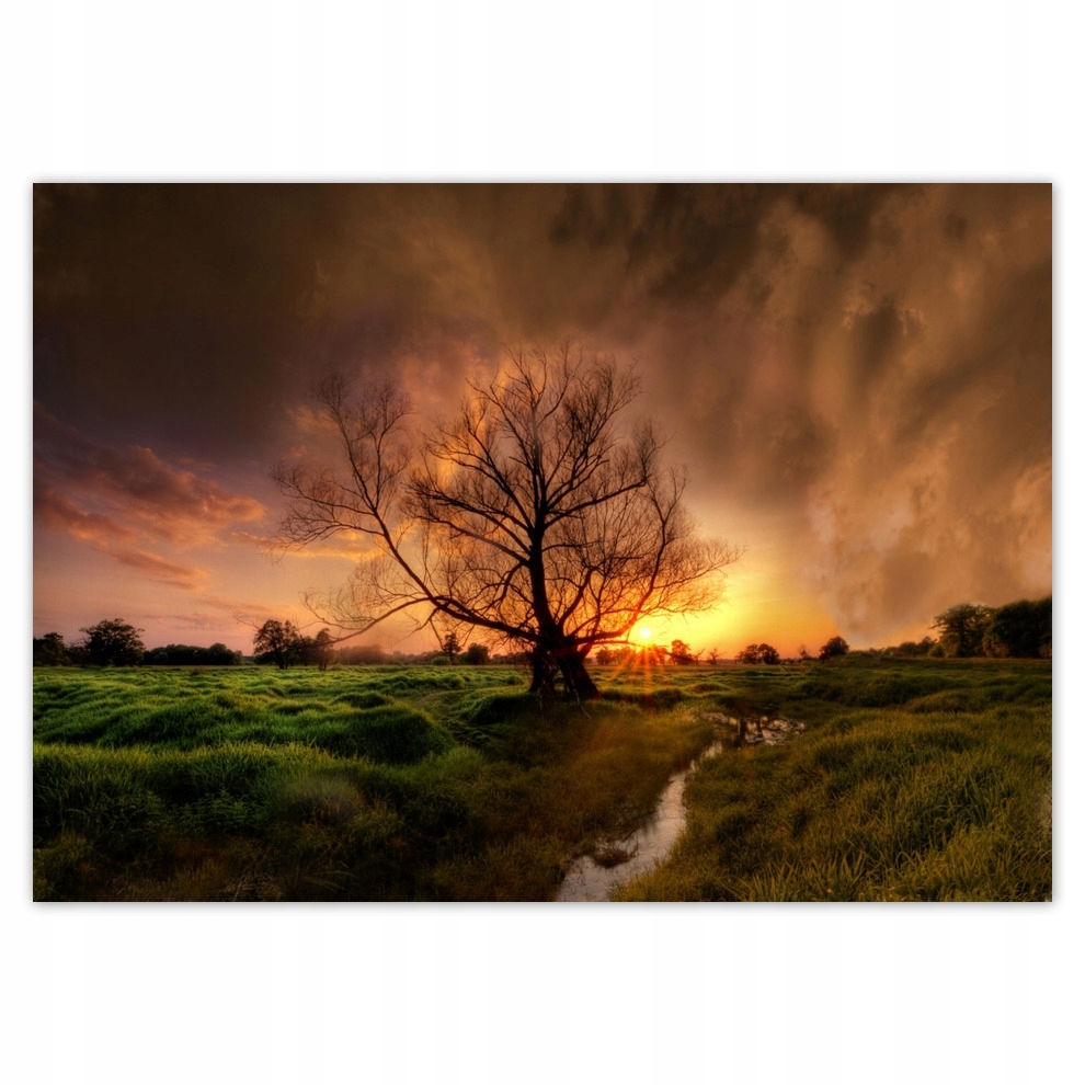 

Fototapety flizelina 208x146 Dąb w Rogalinie