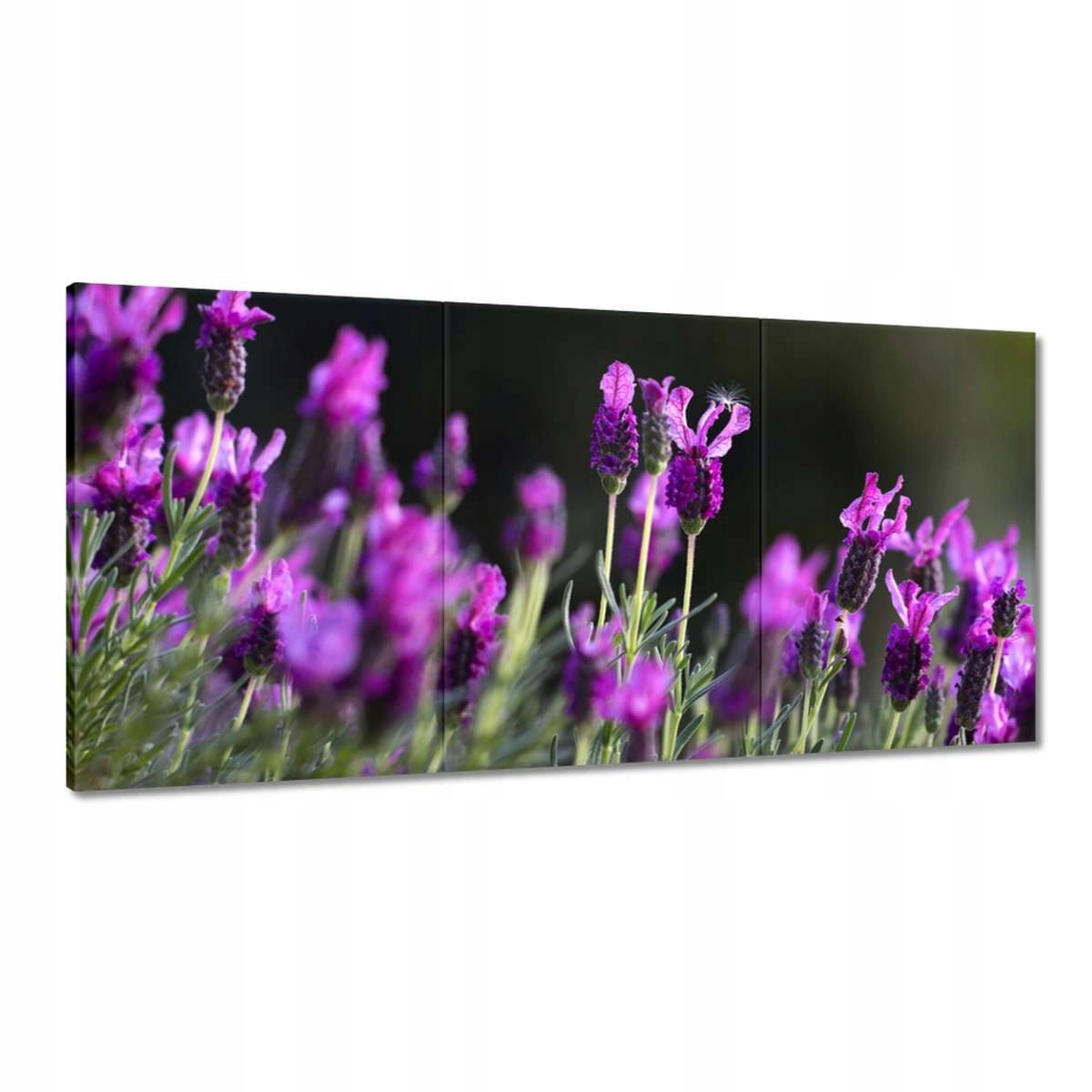 Obrazy 180x90 Fialové kvety