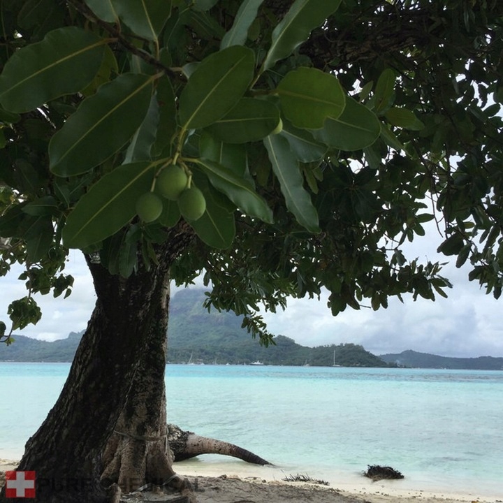 OLEJEK TAMANU NIERAFINOWANY TŁOCZONY NA ZIMNO 1000ml 1L Marka inna marka