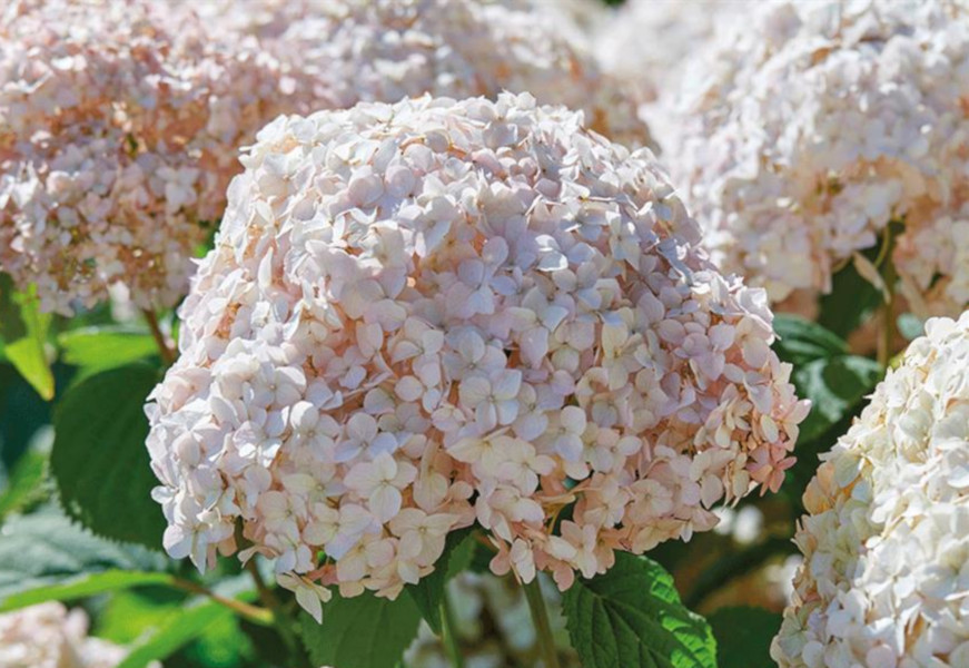 HORTENSJA DRZEWIASTA Candybelle Marshmallow - sadzonki w doniczkach