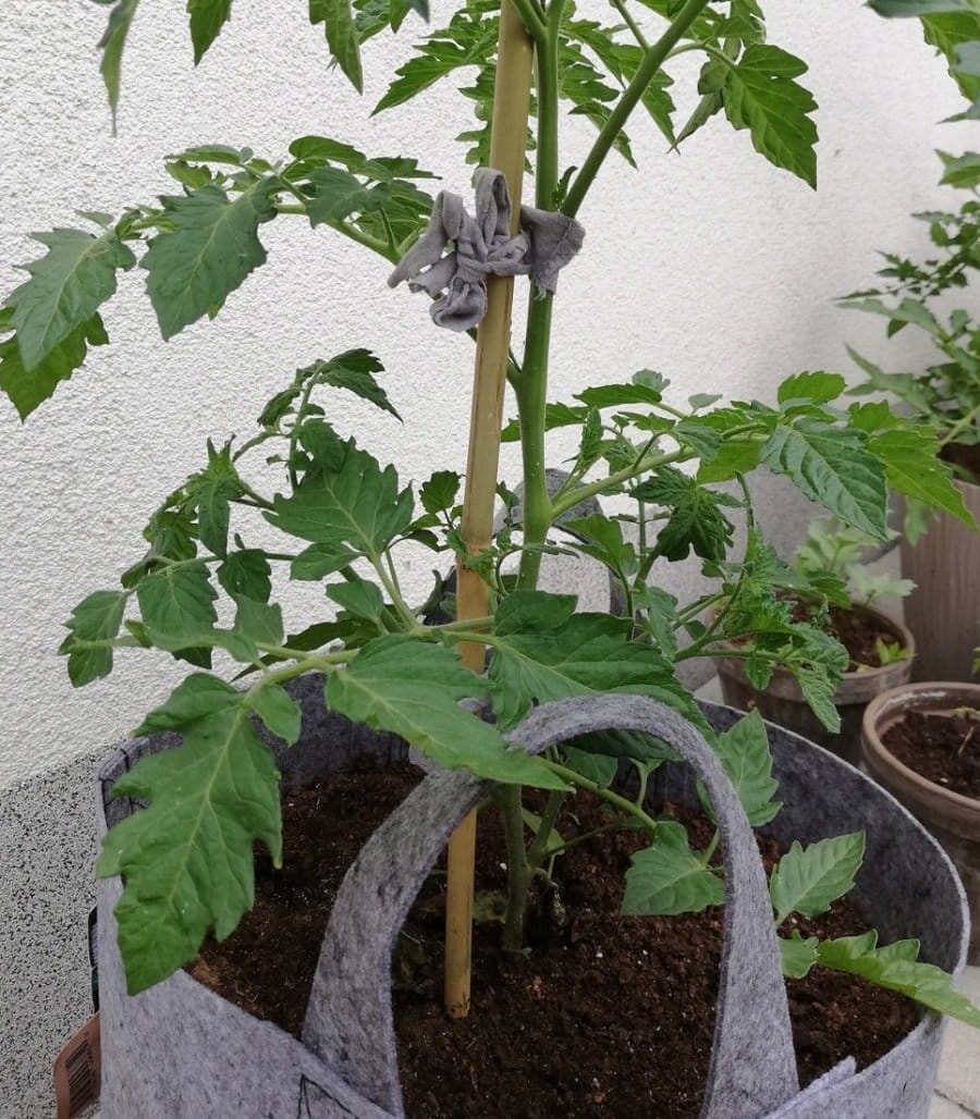 TYCZKI BAMBUSOWE 150cm 20szt. - paliki do pomidorów, podpory drzewek roślin EAN (GTIN) 6930188093751