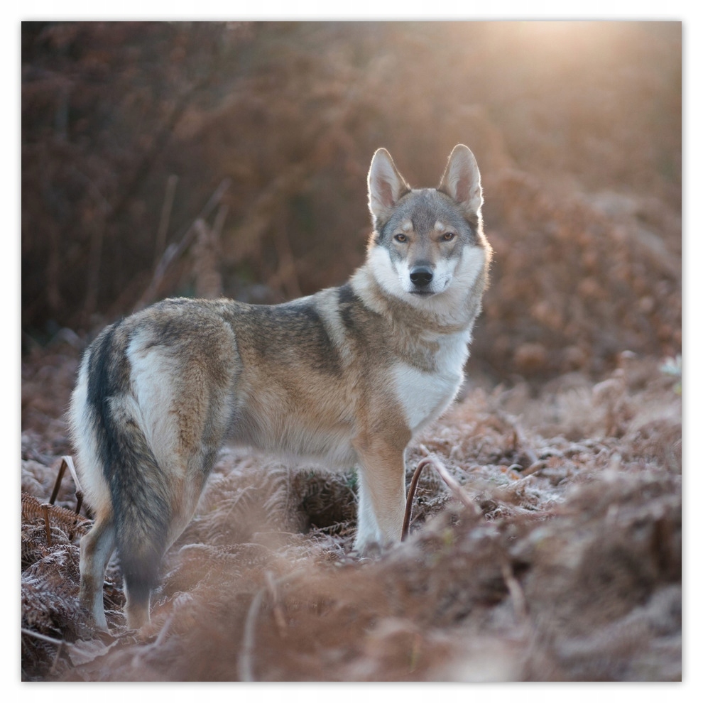

Fototapety flizelina 208x208 Wilk Wilki