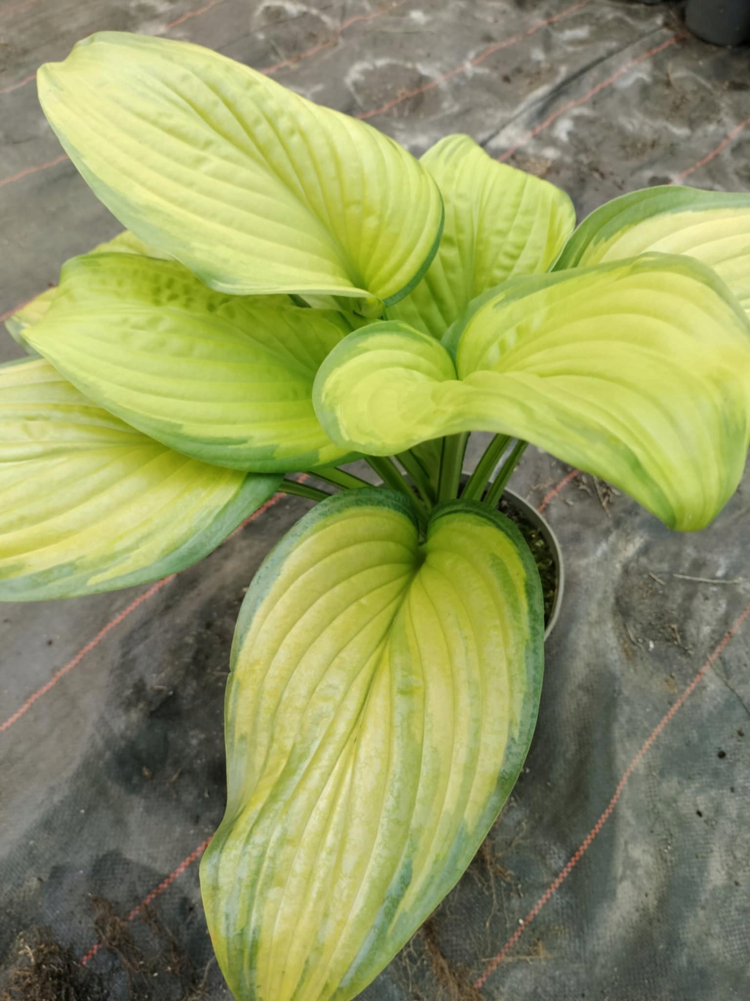 Funkia 'Stained Glass' (Hosta) Jasne liście sadzonka 2L Rodzaj rośliny Inny