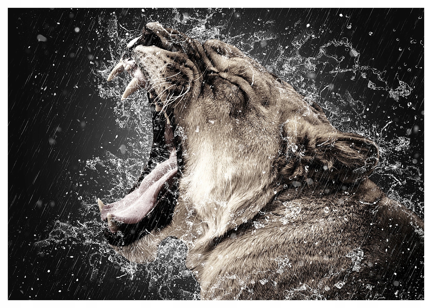 Fototapeta Divoké kočky ve skoku Síla přírody a krása 300x210 lepidlo