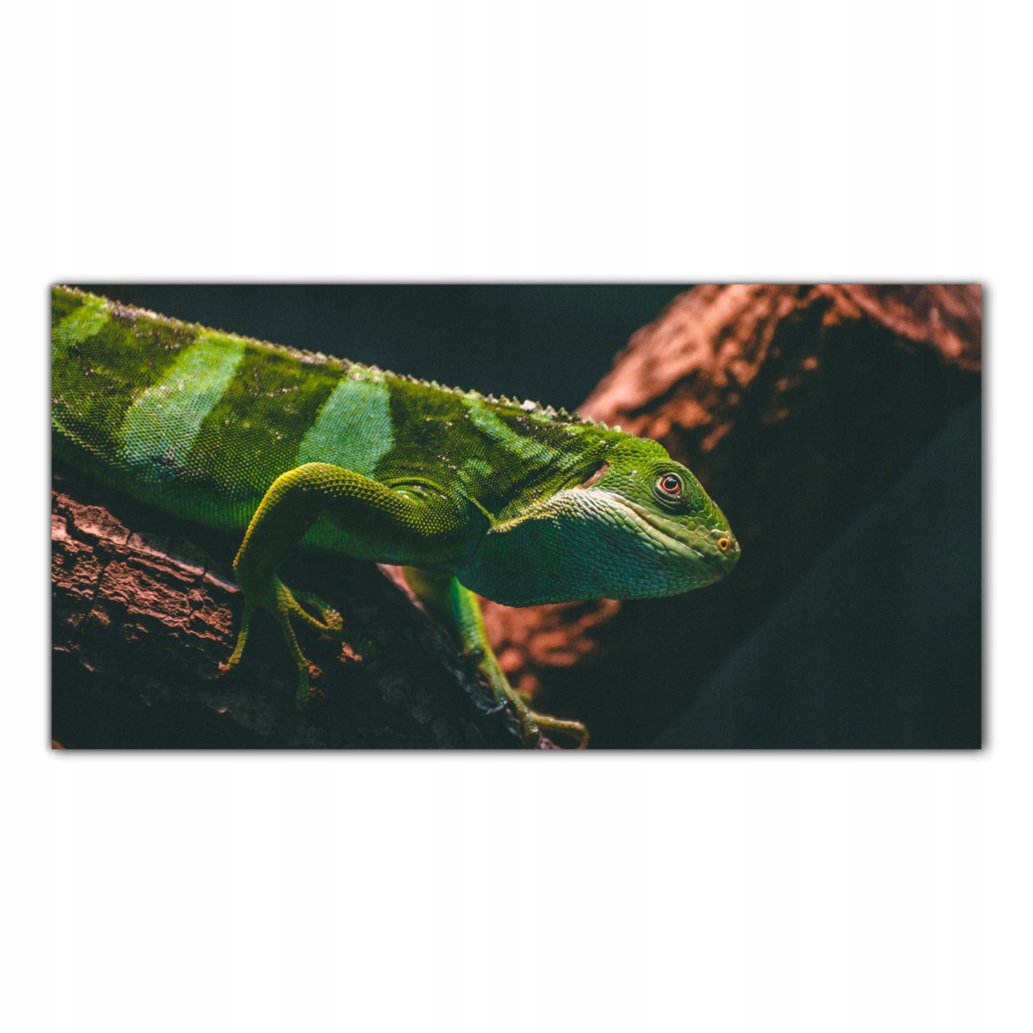 

Obraz na szkle Foto Iguana Zwierzę Natura 100x50