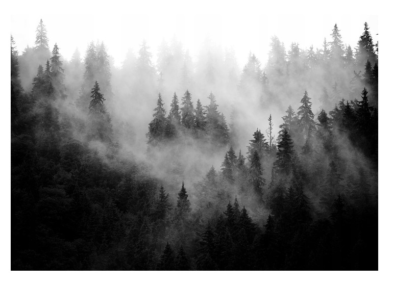 Fototapeta Les V Mlze, černobílé stromy 416x254