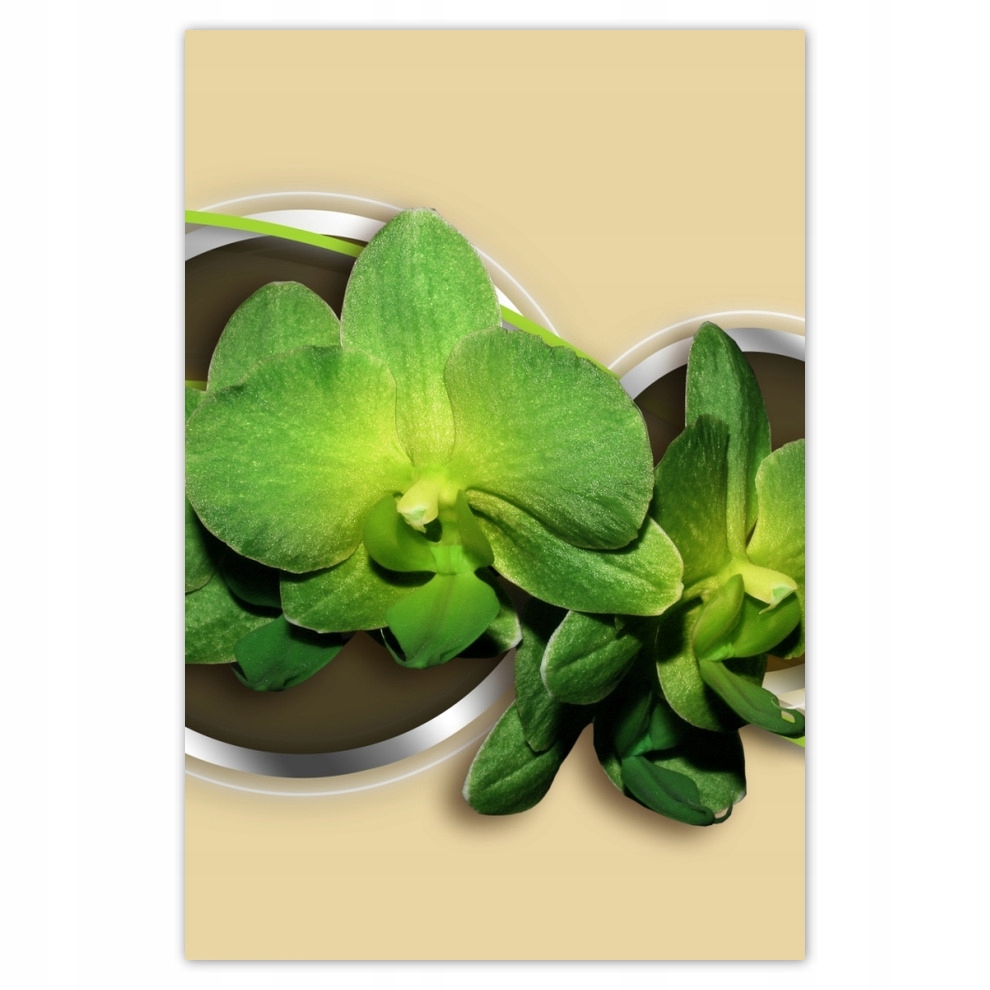 

Plakaty 62x93 Zielona orchidea