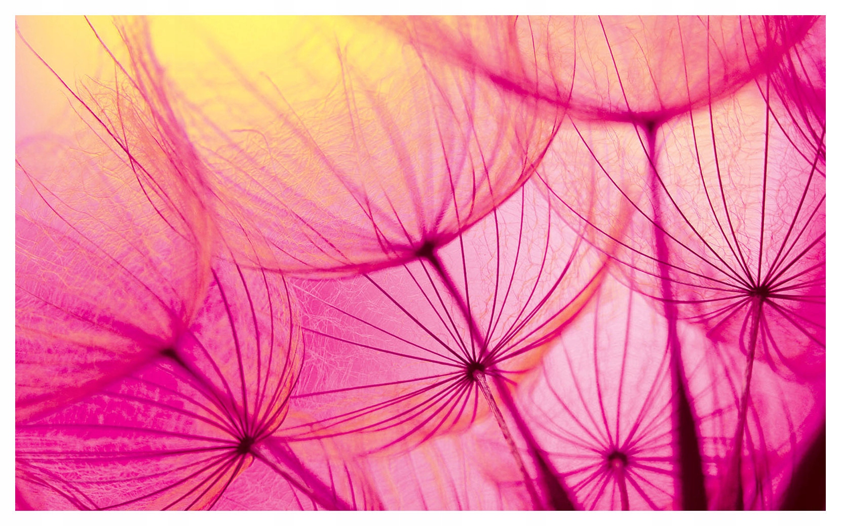 Fototapeta Dmychadla Příroda a jemnost ve vašem domě 300x210 lepidlo