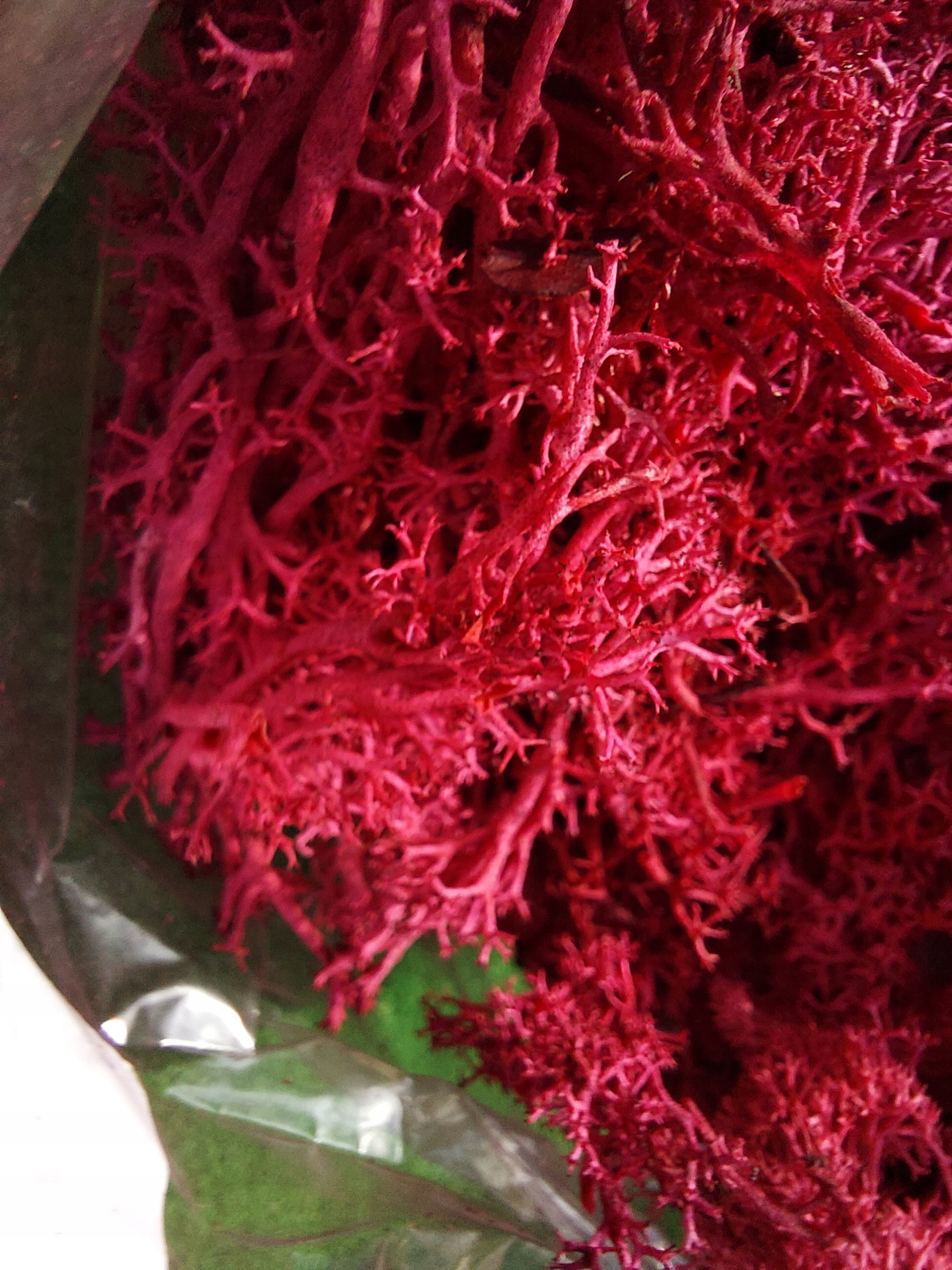 

mech chrobotek czerwony 10g