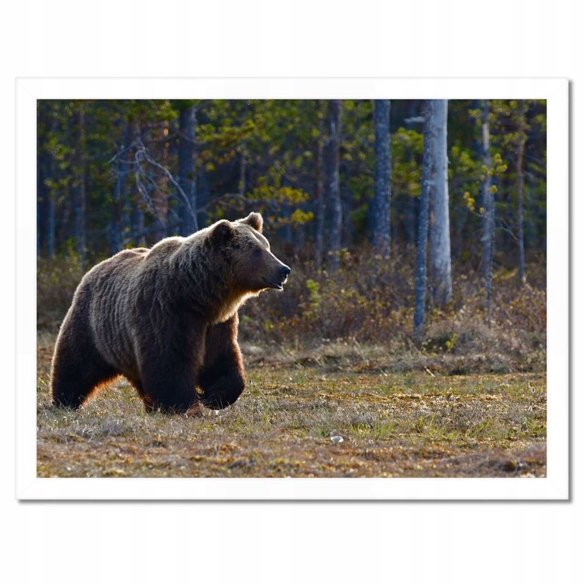Plakáty v rámu 40x30 Zvířata Zvířátka