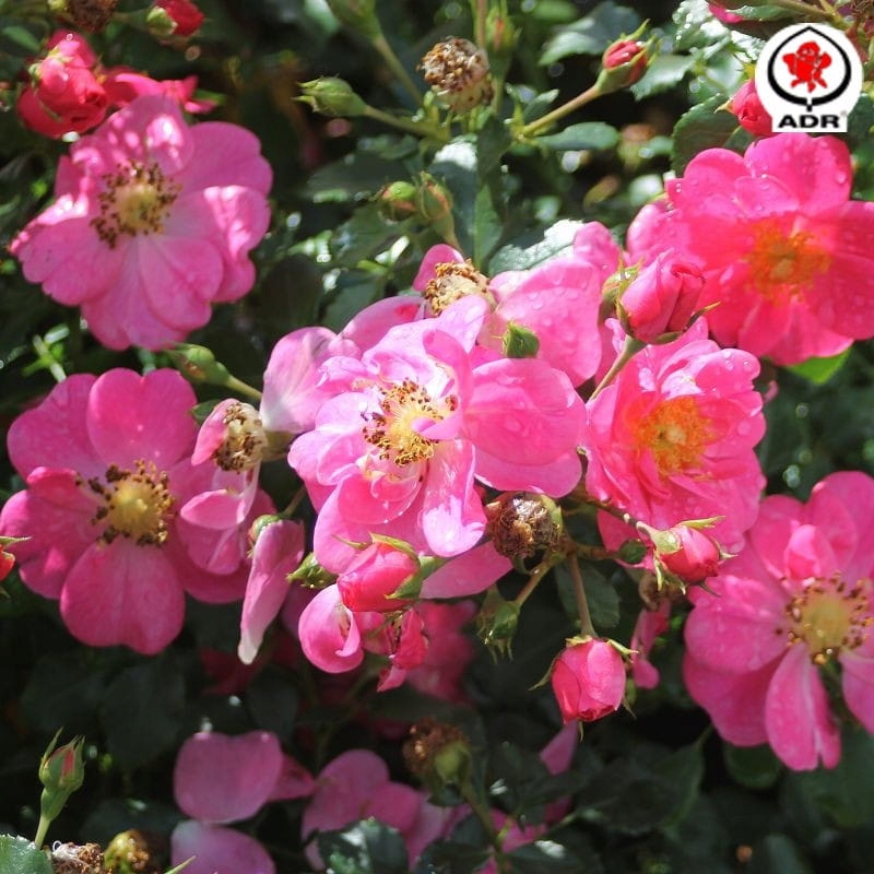 Róża miniaturowa BIENENWEIDE ROSA - Doniczka 2L