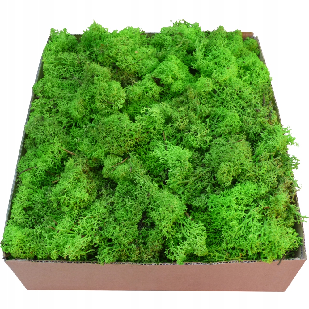 Skrawki z mchu chrobotka Jasna Zieleń Karton 600g Kolor zielony