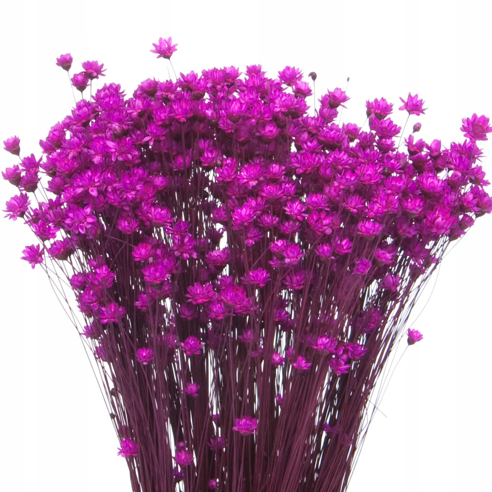 

Suszona gliksja glixia fuksja róż suszki ~350 szt.