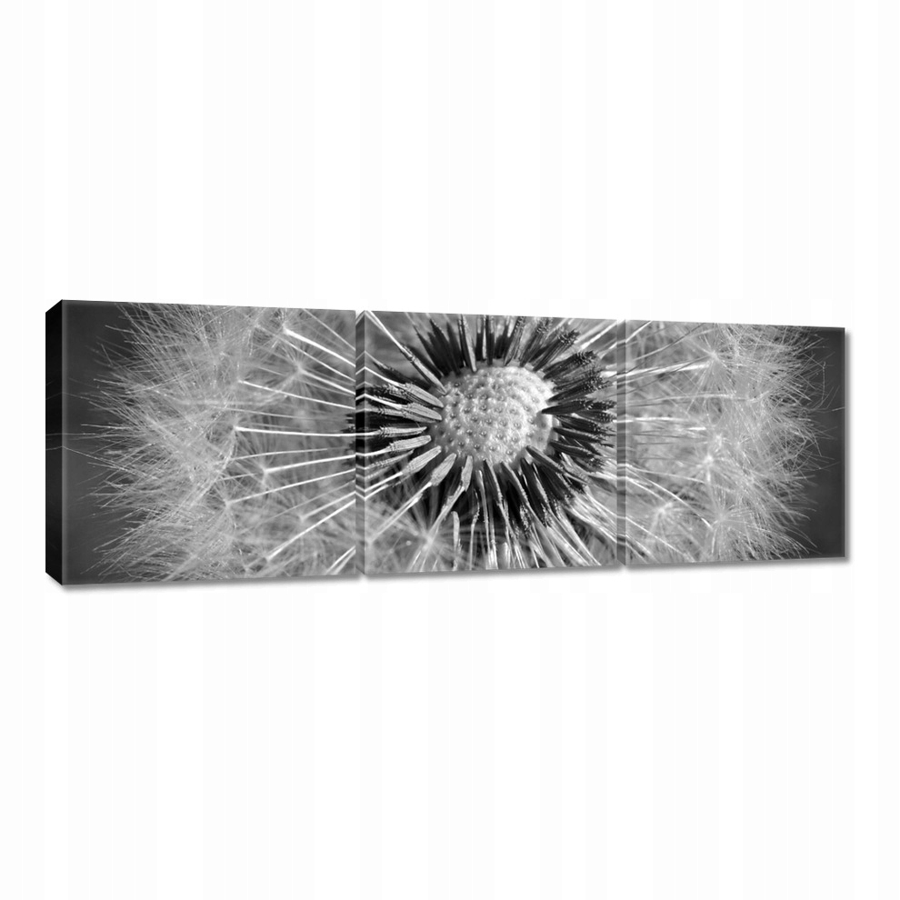 

Obrazy 60x20 Dmuchawiec Kwiat Kwiatki